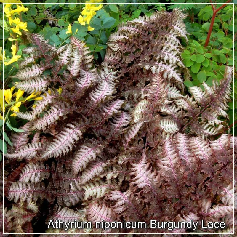 Feriga Burgundy Lace