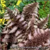 Feriga Burgundy Lace