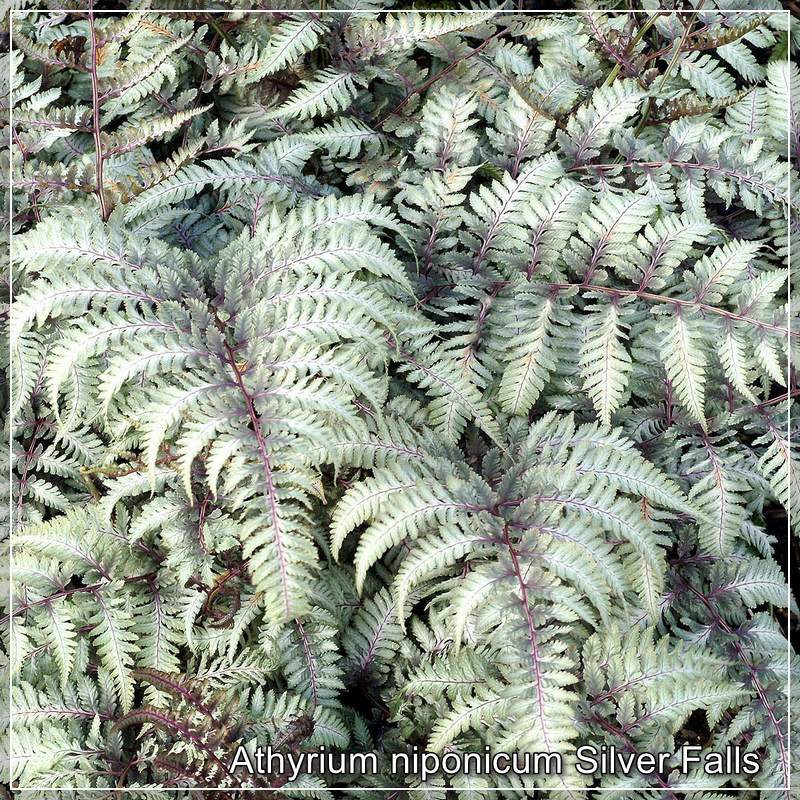 Athyrium Silver Falls