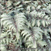 Athyrium Silver Falls