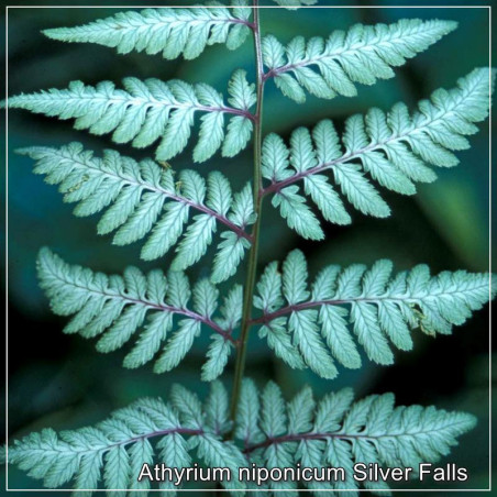 Athyrium Silver Falls