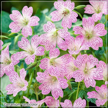 Geranium versicolor
