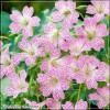 Geranium versicolor