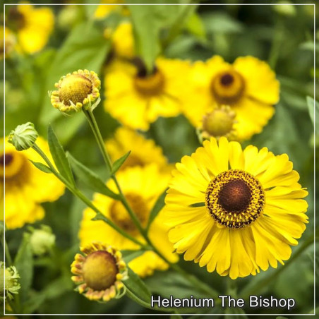 Helenium The Bishop