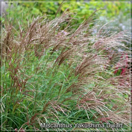 Miscanthus Yakushima Dwarf