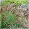 Miscanthus Yakushima Dwarf