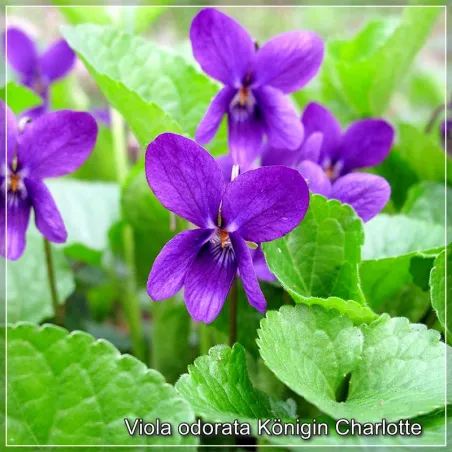 Viola odorata Konigin Charlotte