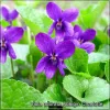 Viola odorata Konigin Charlotte
