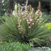 Yucca glauca