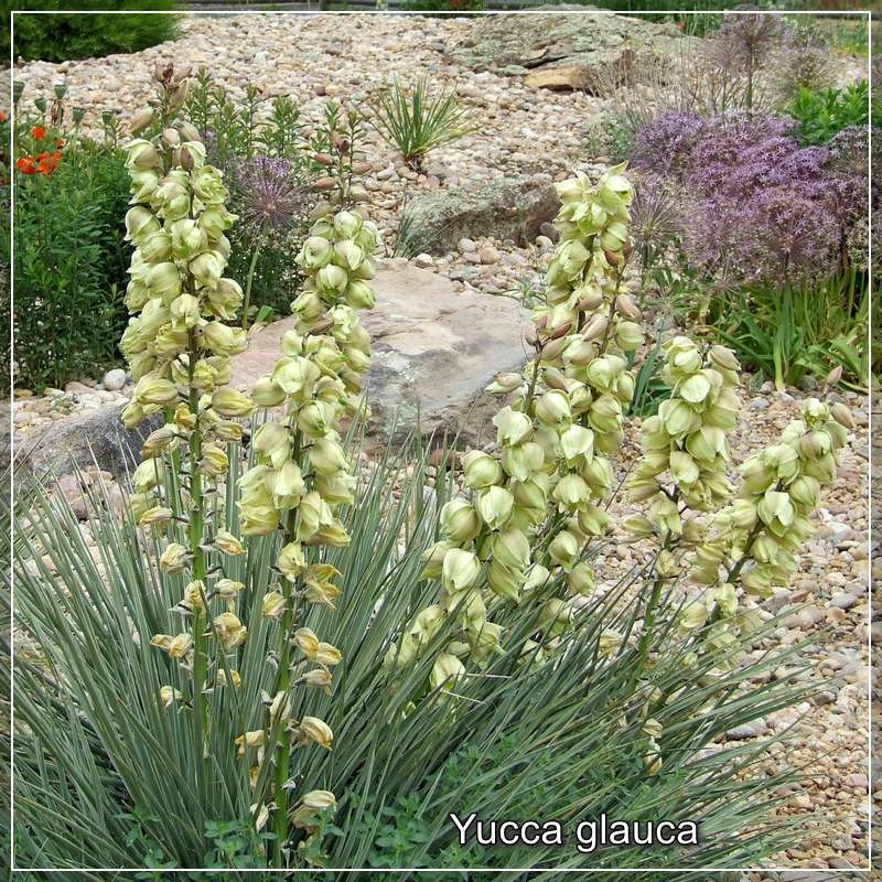 Yucca glauca