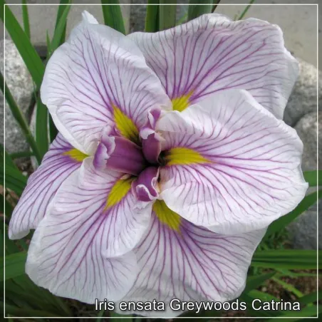 Iris Greywoods Catrina
