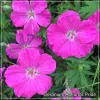 Geranium Ankum's Pride