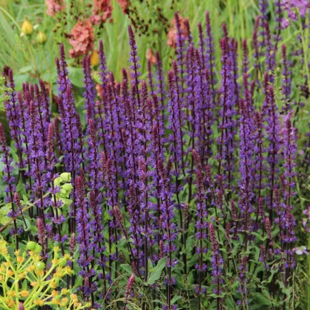 Salvia Caradonna