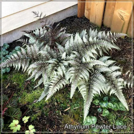 Athyrium Pewter Lace