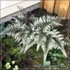 Athyrium Pewter Lace