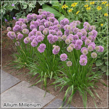 Allium Millenium