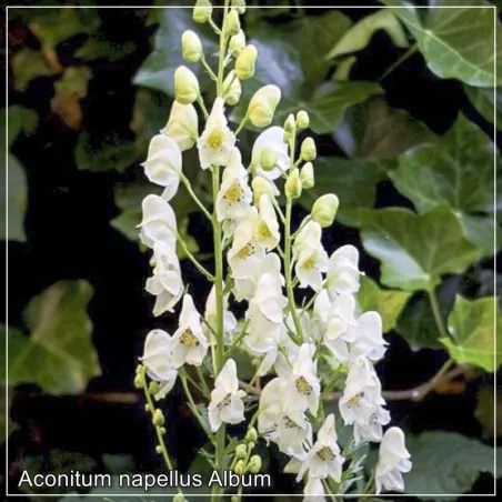 aconitum album