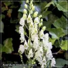 aconitum album