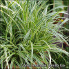 Carex Vanilla Ice