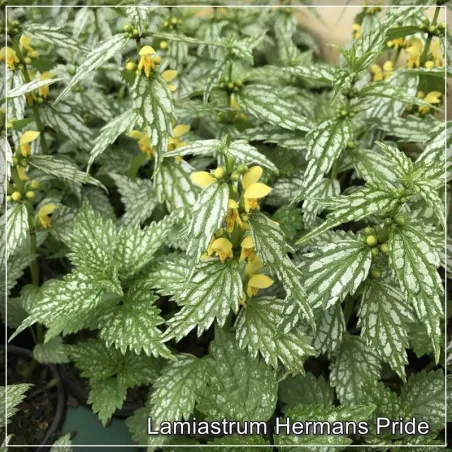 Lamiastrum Herman's Pride