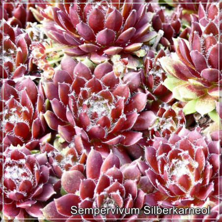 Sempervivum Silberkarneol