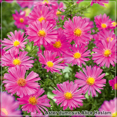 Aster Alice Haslam
