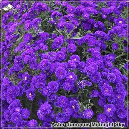 Aster Midnight Sky