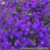 Aster Midnight Sky