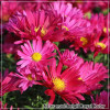 Aster Royal Ruby