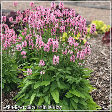 Stachys officinalis Pinky