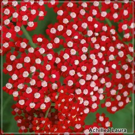 Achillea Laura