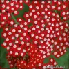 Achillea Laura