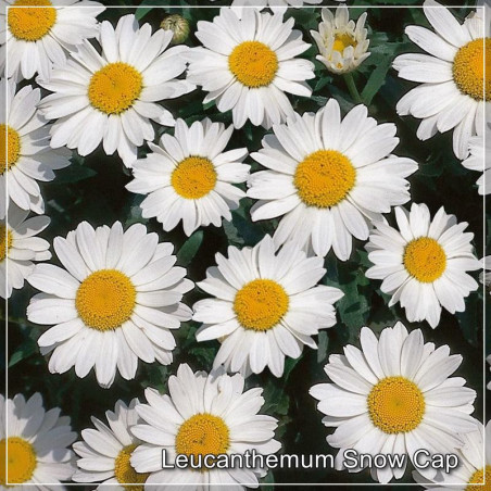 Leucanthemum Snow Cap