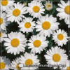 Leucanthemum Snow Cap