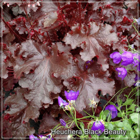 Heuchera Black Beauty