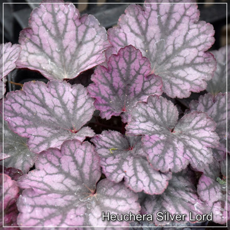 Heuchera Silver Lord