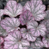 Heuchera Silver Lord