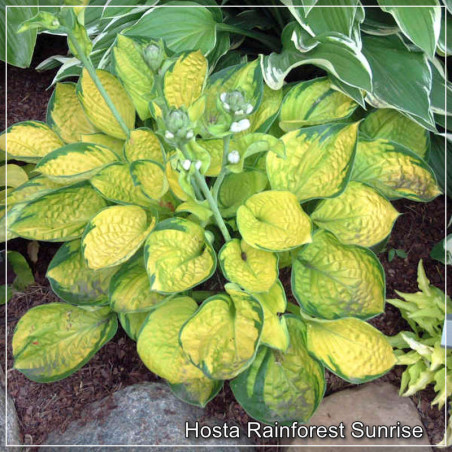 Hosta Rainforest Sunrise