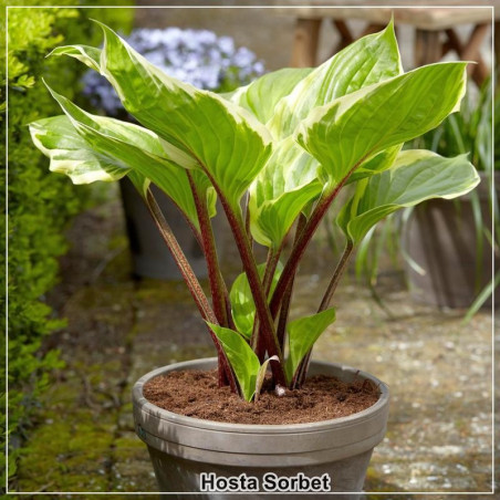 Hosta Sorbet