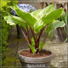 Hosta Sorbet