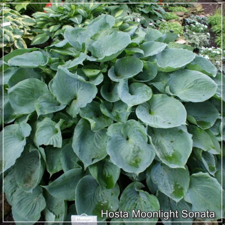 Hosta Moonlight Sonata