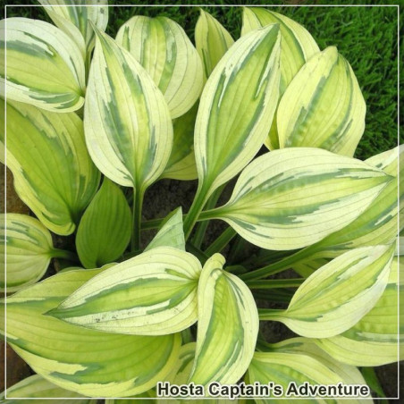 Hosta Captain's Adventure