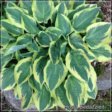 Crin de umbră - Hosta Bedazzled