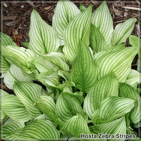 Hosta Zebra Stripes