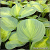 Hosta Avocado
