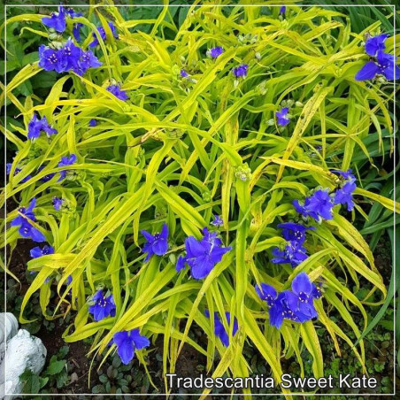 Tradescantia Sweet Kate