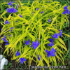 Tradescantia Sweet Kate