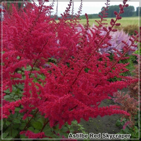 Astilbe Red Skyscraper