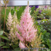 Astilbe Younique Salmon
