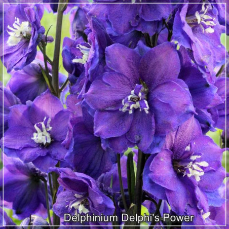 Delphinium Delphi's Power